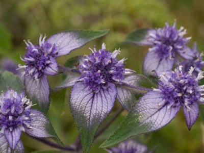 Angiosperms Flowering plants â€” The Plant List