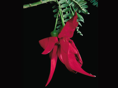Angiosperms Flowering plants â€” The Plant List