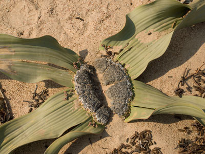 Welwitschia mirabilis Hook.f.