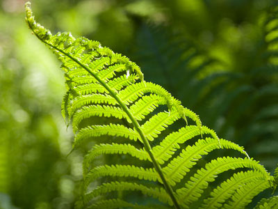 pteridophytes ferns and fern allies the plant list