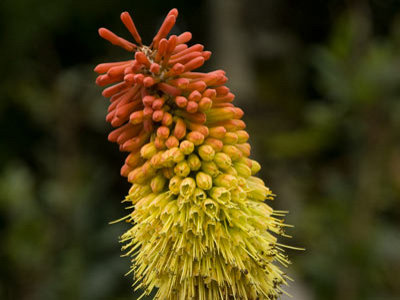 Angiosperms Flowering plants â€” The Plant List