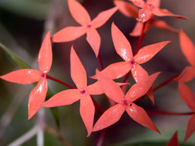 Angiosperms Flowering plants â€” The Plant List