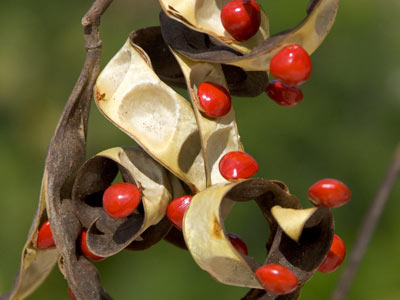 Angiosperms Flowering plants â€” The Plant List
