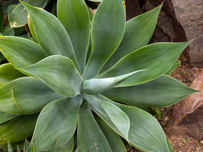 Angiosperms Flowering plants â€” The Plant List