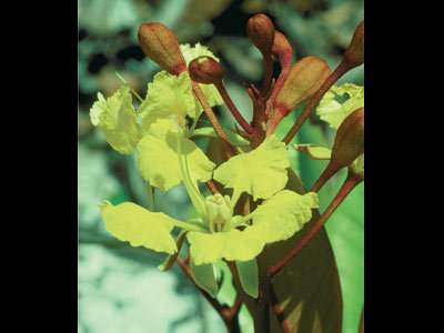 Angiosperms Flowering plants â€” The Plant List