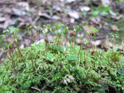 Bryophytes (Mosses and liverworts) — The Plant List