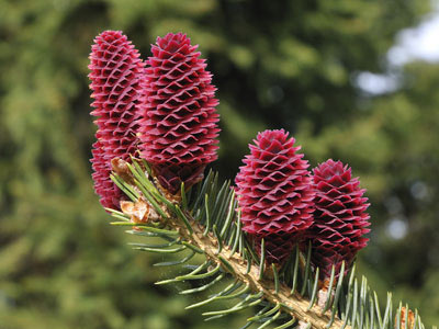 gymnosperms are flowering plants