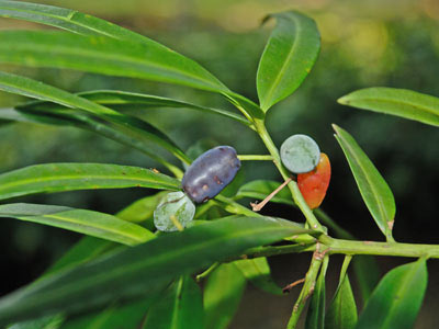 gymnosperms conifers cycads and allies the plant list