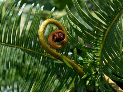 pteridophytes ferns and fern allies the plant list