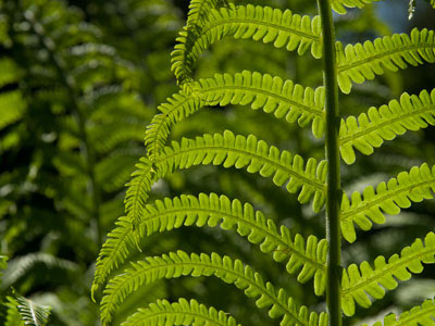 ferns plants